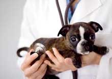 veterinary clinics berkshires